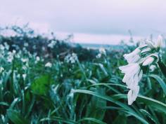 17264311_1371995186189828_7973456469804738274_n